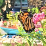 A monarch butterfly feeds on a pink milkweed plant.