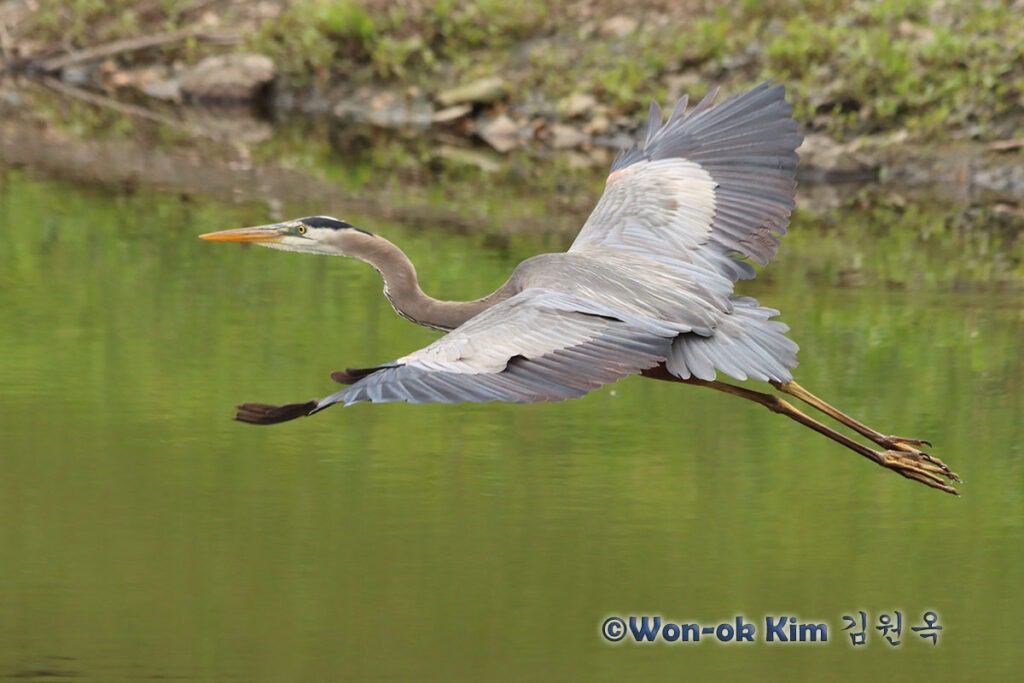 A great blue heron with wings spread wide flies right to left across Silver Spring