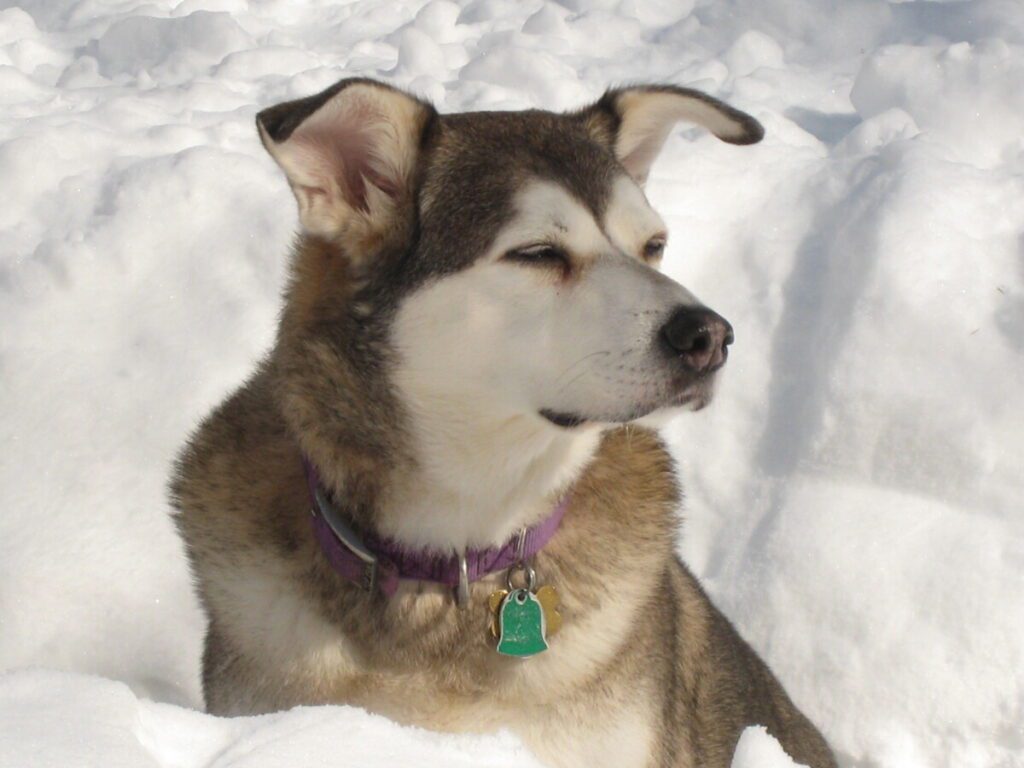 A brown and white half Siberian husky enjoys sitting in the snow.