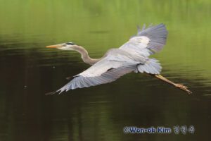 Great Blue Heron flying over Sligo Creek in Montgomery County, Maryland, part of the Chesapeake Bay watershed.