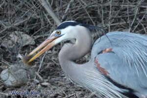 Great Blue Heron catching a fish along Sligo Creek in Montgomery County, Maryland.
