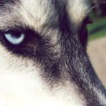 Close-up photos of Siberian husky Orion's glacial blue eyes.